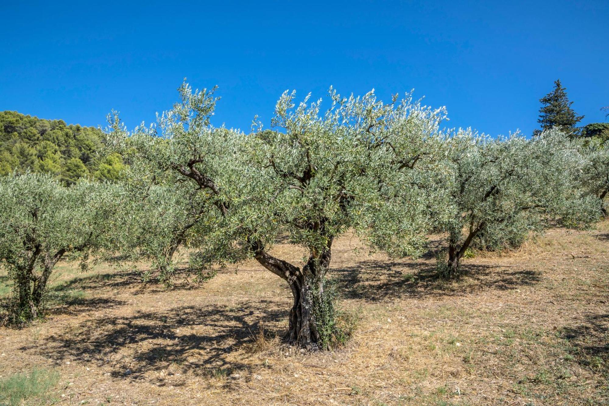 Maison Tendance Avec Jardin, Centre Village, Alpilles, Familles Eyragues Eksteriør billede